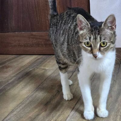 Katzenlady Silvi schmust gern, EKH - Katze