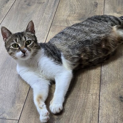 Katzenlady Silvi schmust gern, EKH - Katze