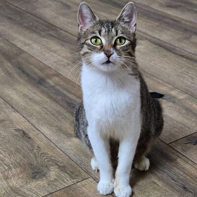 Katzenlady Silvi schmust gern, EKH - Katze