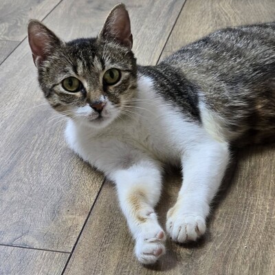 Katzenlady Silvi schmust gern, EKH - Katze