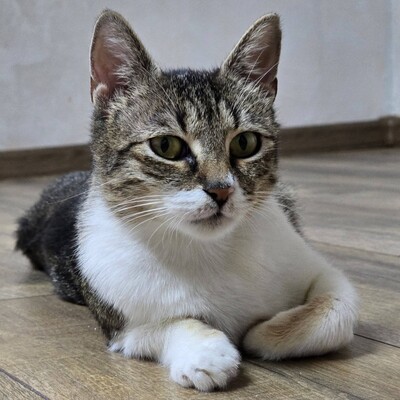 Katzenlady Silvi schmust gern, EKH - Katze