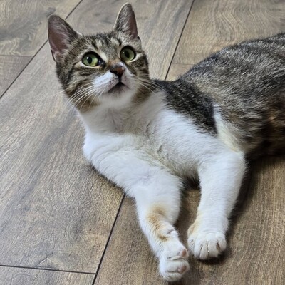 Katzenlady Silvi schmust gern, EKH - Katze