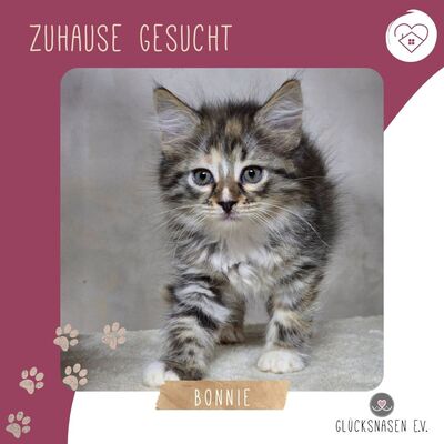 Katzenmädchen Bonnie wartet auf Post, EKH Jungtier - Katze