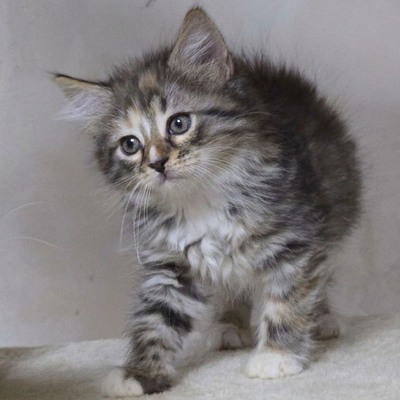 Katzenmädchen Bonnie wartet auf Post, EKH Jungtier - Katze