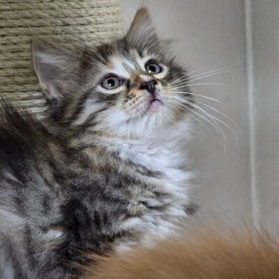 Katzenmädchen Bonnie wartet auf Post, EKH Jungtier - Katze