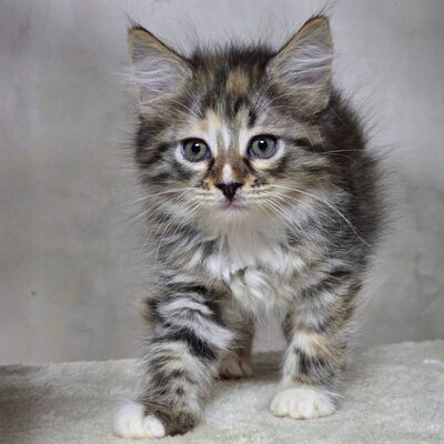 Katzenmädchen Bonnie wartet auf Post, EKH Jungtier - Katze