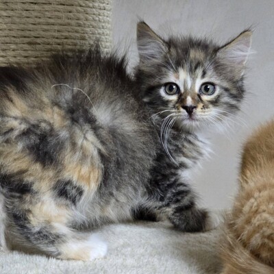 Katzenmädchen Bonnie wartet auf Post, EKH Jungtier - Katze