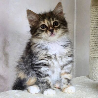 Katzenmädchen Bonnie wartet auf Post, EKH Jungtier - Katze