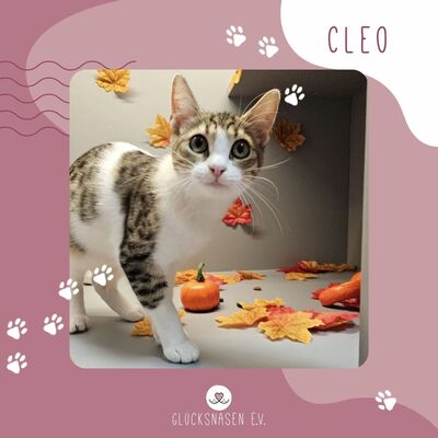 Katzenmädchen Cleo sucht ihre Dosis, EKH Jungtier - Katze 1