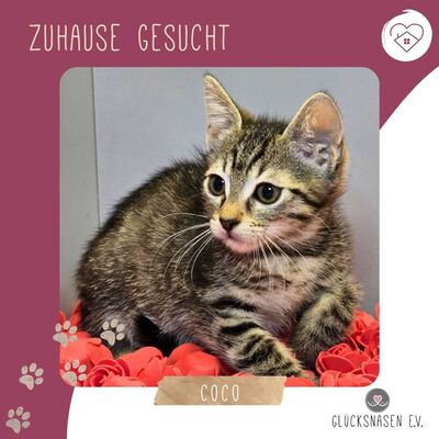 Katzenmädchen Coco packt gern ihren Koffer