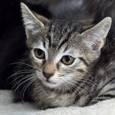 Katzenmädchen Coco packt gern ihren Koffer, EKH Jungtier - Katze