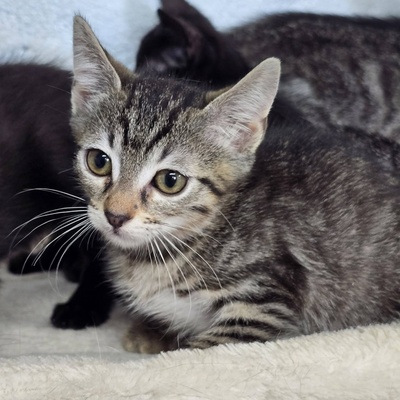 Katzenmädchen Coco packt gern ihren Koffer, EKH Jungtier - Katze