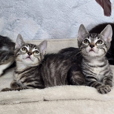 Katzenmädchen Coco packt gern ihren Koffer, EKH Jungtier - Katze