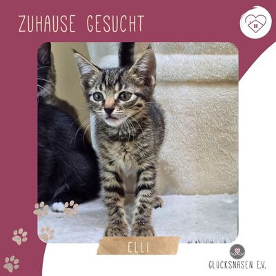 Katzenmädchen Elli ist bereit für Dich, EKH - Katze
