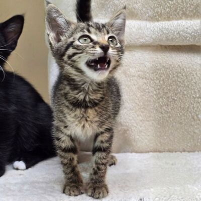 Katzenmädchen Elli ist bereit für Dich, EKH - Katze
