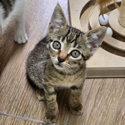 Katzenmädchen Elli ist bereit für Dich, EKH - Katze