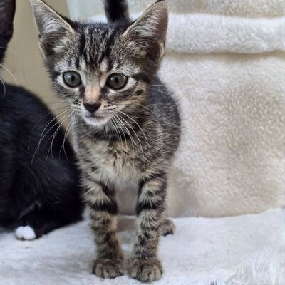Katzenmädchen Elli ist bereit für Dich, EKH - Katze