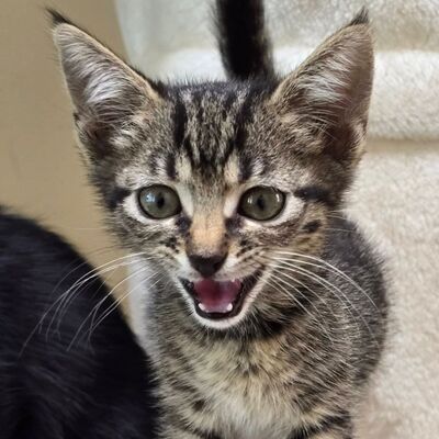Katzenmädchen Elli ist bereit für Dich, EKH - Katze