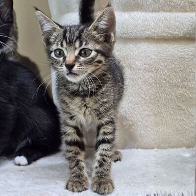 Katzenmädchen Elli ist bereit für Dich, EKH - Katze