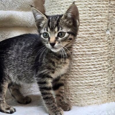 Katzenmädchen Elli ist bereit für Dich, EKH - Katze