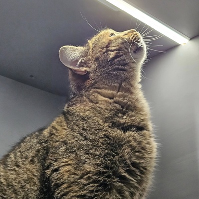 Katzenmädchen Emely sucht ihr Körbchen, EKH - Katze