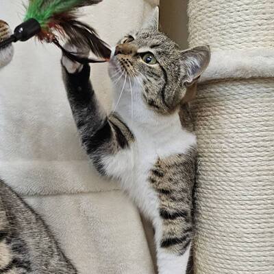 Katzenmädchen Filly sucht ihre Dosis, EKH Jungtier - Katze