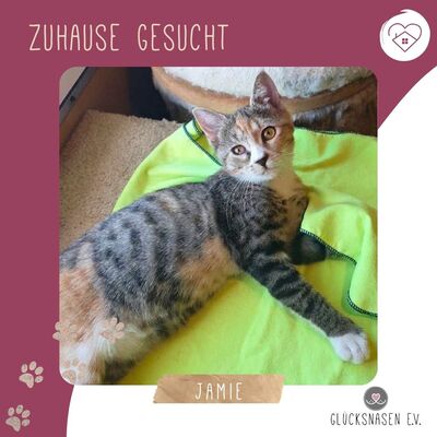 Katzenmädchen Jamie möchte Deine Welt entdecken, EKH Jungtier - Katze