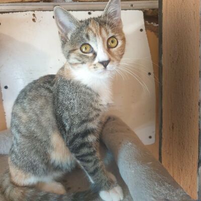 Katzenmädchen Jamie möchte Deine Welt entdecken, EKH Jungtier - Katze