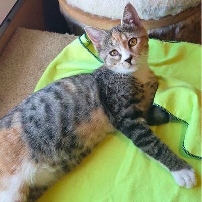 Katzenmädchen Jamie möchte Deine Welt entdecken, EKH Jungtier - Katze