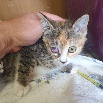 Katzenmädchen Jamie möchte Deine Welt entdecken, EKH Jungtier - Katze