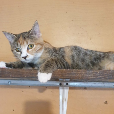 Katzenmädchen Jamie möchte Deine Welt entdecken, EKH Jungtier - Katze