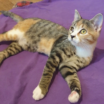 Katzenmädchen Jamie möchte Deine Welt entdecken, EKH Jungtier - Katze