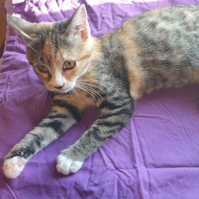 Katzenmädchen Jamie möchte Deine Welt entdecken, EKH Jungtier - Katze