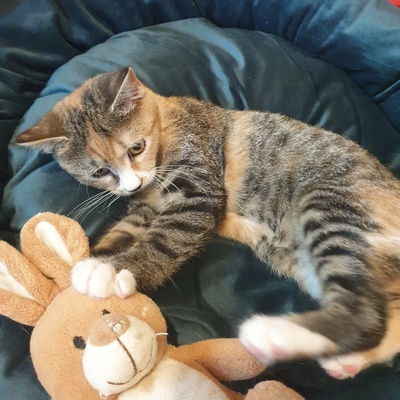 Katzenmädchen Jamie möchte Deine Welt entdecken, EKH Jungtier - Katze