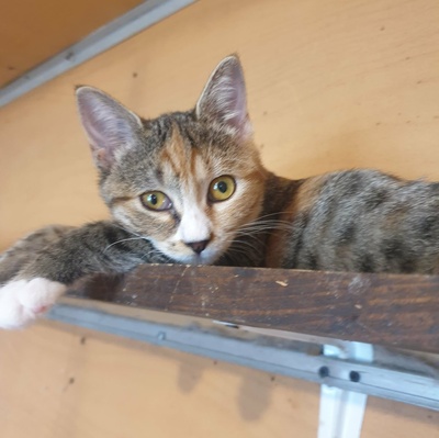 Katzenmädchen Jamie möchte Deine Welt entdecken, EKH Jungtier - Katze