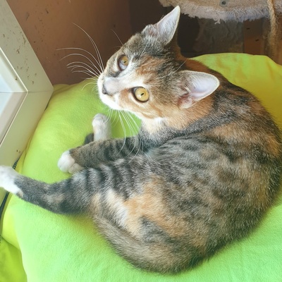 Katzenmädchen Jamie möchte Deine Welt entdecken, EKH Jungtier - Katze