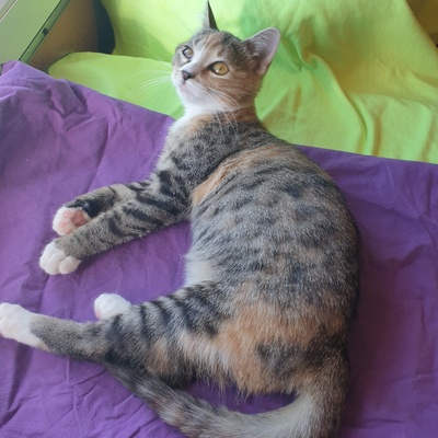 Katzenmädchen Jamie möchte Deine Welt entdecken, EKH Jungtier - Katze