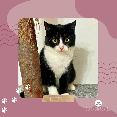 Katzenmädchen Lotti möchte gern reisen, EKH Jungtier - Katze