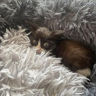 Katzenmädchen Lotti möchte gern reisen, EKH Jungtier - Katze