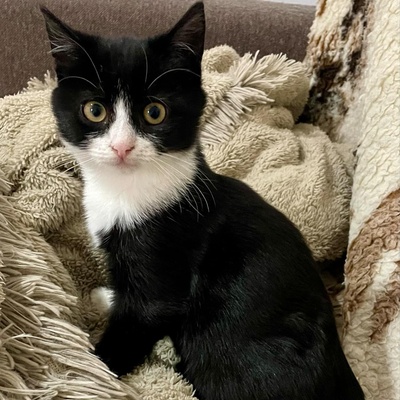 Katzenmädchen Lotti möchte gern reisen, EKH Jungtier - Katze