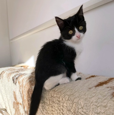 Katzenmädchen Lotti möchte gern reisen, EKH Jungtier - Katze
