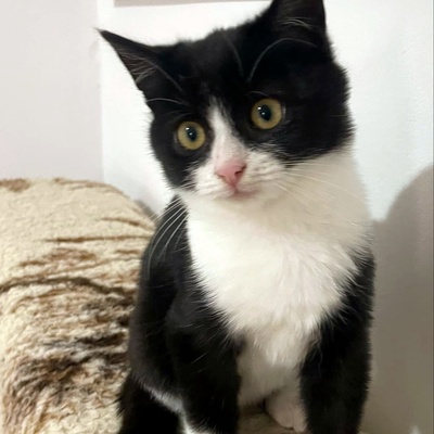 Katzenmädchen Lotti möchte gern reisen, EKH Jungtier - Katze