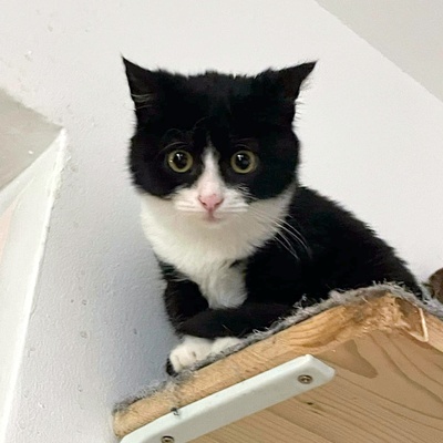 Katzenmädchen Lotti möchte gern reisen, EKH Jungtier - Katze