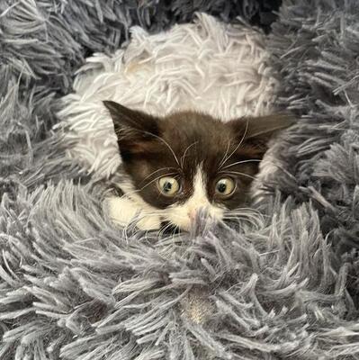 Katzenmädchen Lotti möchte gern reisen, EKH Jungtier - Katze