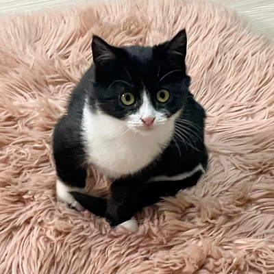 Katzenmädchen Lotti schmust gern, EKH Jungtier - Katze