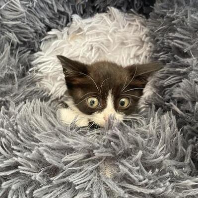 Katzenmädchen Lotti sucht ihr Körbchen, EKH Jungtier - Katze