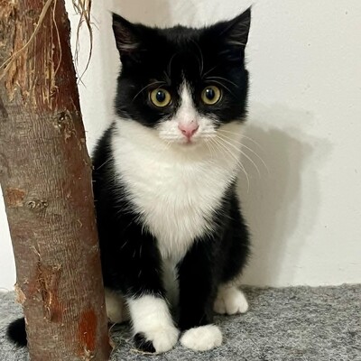 Katzenmädchen Lotti sucht ihr Körbchen, EKH Jungtier - Katze