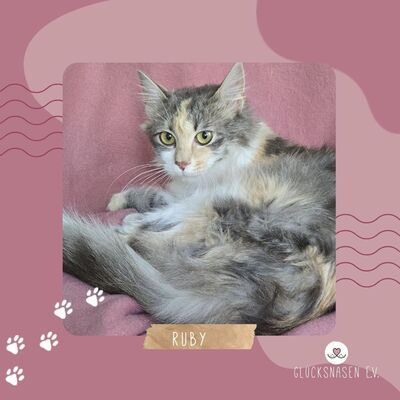 Katzenmädchen Ruby liebt Menschen sehr, EKH Jungtier - Katze