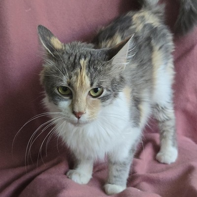 Katzenmädchen Ruby liebt Menschen sehr, EKH Jungtier - Katze