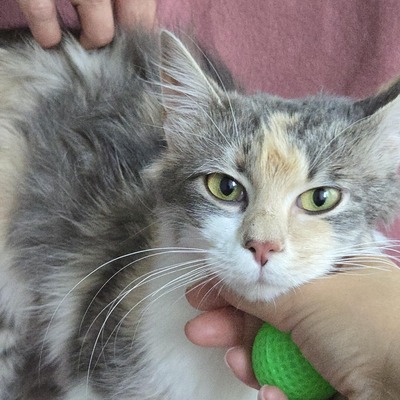 Katzenmädchen Ruby liebt Menschen sehr, EKH Jungtier - Katze
